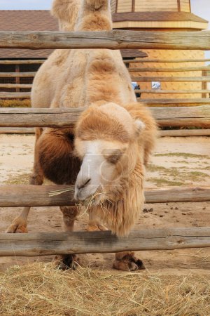 Camel eating hay at zoo. Camels can survive for long periods without food or drink, chiefly by using up the fat reserves in their humps. Keeping wild animals in zoological parks. 
