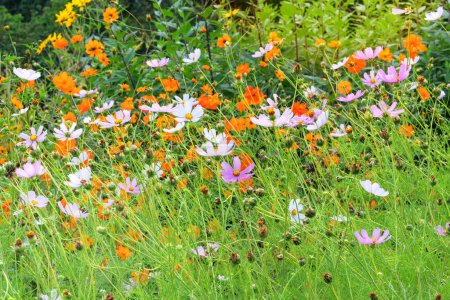 Coreopsis grow in garden. Aromatic daisy growing outdoors. Growing spices for further use. Farming and harvesting.