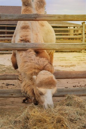 Camello comiendo heno en el zoológico. Mantener animales salvajes en parques zoológicos. Los camellos pueden sobrevivir durante largos períodos sin comida ni bebida..
