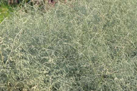 Asparagus albus grow in garden. Evergreen plant is growing outdoors. Farming and harvesting. Growing spices for further use.