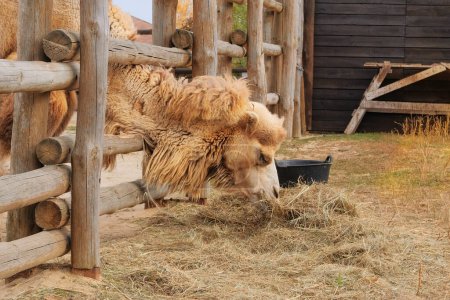 Camello comiendo heno en el zoológico. Mantener animales salvajes en parques zoológicos. Los camellos pueden sobrevivir durante largos períodos sin comida..