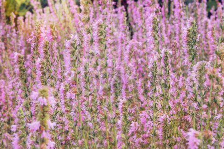 Hyssopus officinalis in meadow. Pink flowers in garden. Aromatic flowers in rural garden. Glade.
