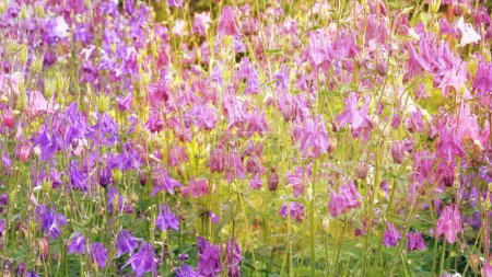 Aquilegia vulgaris flowers blooming with light bright petals. Spring blurred background of nature. Low mountain range. Sunny.