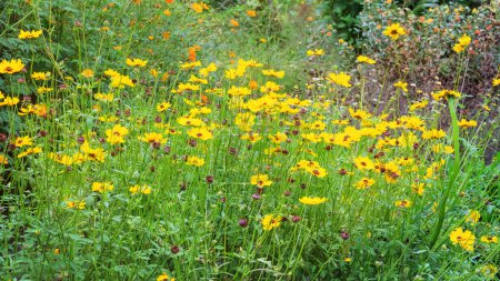 Coreopsis grow in garden. Aromatic daisy growing outdoors. Growing spices for further use. Countryside. Sunny.