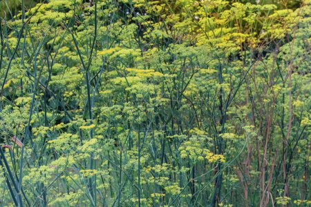 Pimpinella anisum. Fondo floreciente de la naturaleza. Hierba medicinal sana. Verano prado verde. Zona rural..