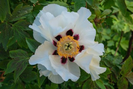 Paeonia suffruticosa is growing in garden. White plant. Showy flowers. Romantic flowers. Spring Blossom.