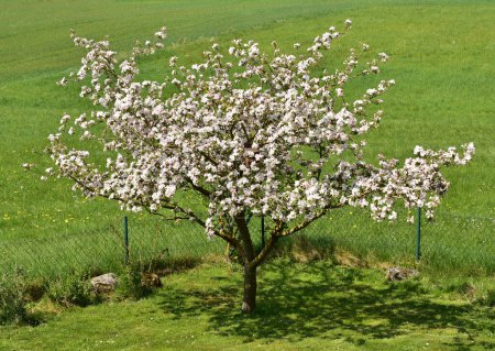 Foto de Especies de árboles con fotos detalladas de flores y frutas y hojas - Imagen libre de derechos
