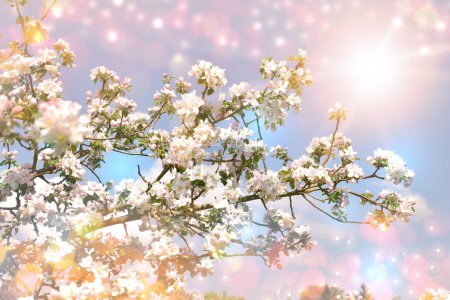 Foto de Spring tree flower blossom apple nature branch - Imagen libre de derechos