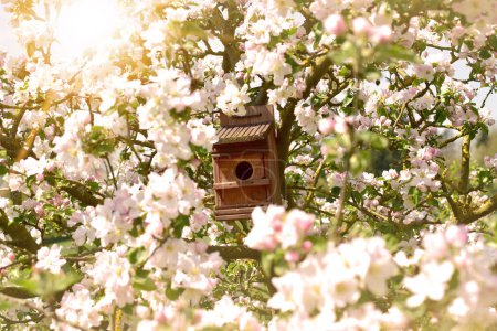 Foto de Spring tree flower blossom apple nature branch - Imagen libre de derechos