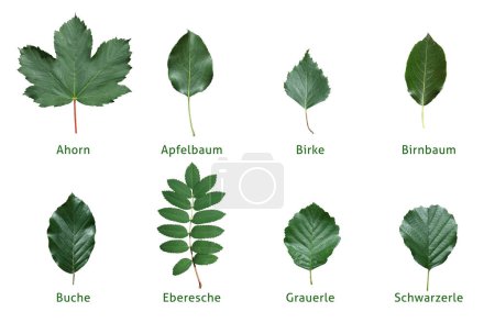 Foto de Descripción general de los diferentes tipos de hojas con nombres - Imagen libre de derechos
