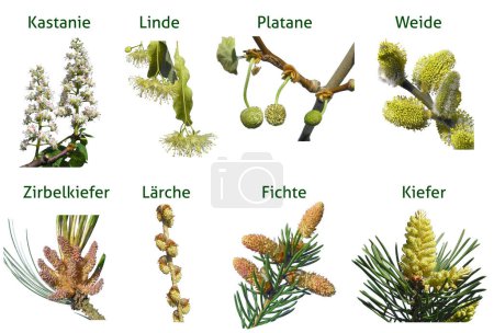 Photo for Overview of different tree blossoms types with name - Royalty Free Image