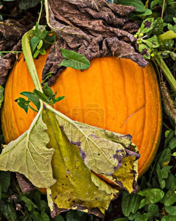 Photo for Large orange pumpkin waiting to be harvested with whithering vines and leaves resting on its surface. - Royalty Free Image
