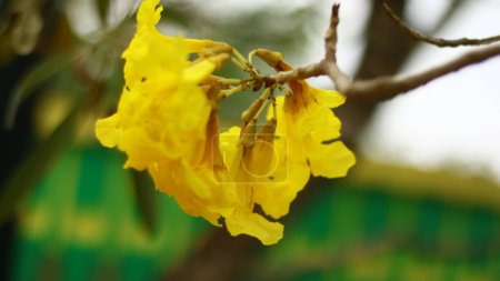 Photo for Silva manso or Tabebuia aurea flowers blooming on a tree in Indonesia. - Royalty Free Image