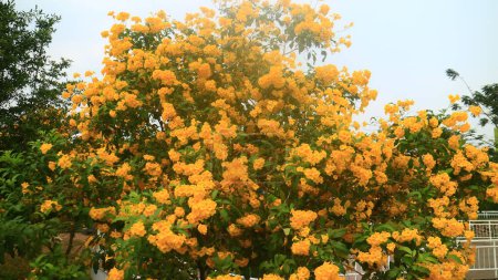 Photo for Silva manso or Tabebuia aurea flowers blooming on a tree in Indonesia. - Royalty Free Image