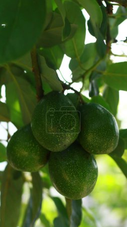 Photo for Avocados grow on trees in Indonesia. - Royalty Free Image