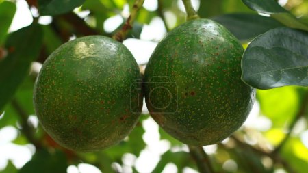 Photo for Avocados grow on trees in Indonesia. - Royalty Free Image