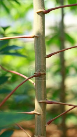 Photo for Cassava tree in the garden. Straight tree trunk - Royalty Free Image