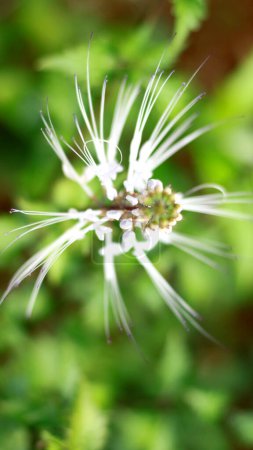 Téléchargez les photos : Orthosiphon aristatus plante ou chats moustaches poussent dans le jardin. Herbe médicinale. - en image libre de droit