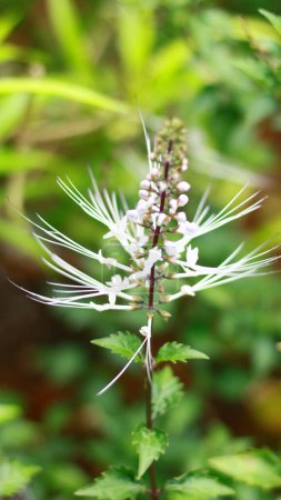 Orthosiphon aristatus plant or cats whiskers grow in the garden. Medicinal herb.