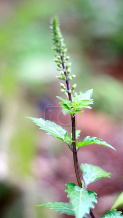 Téléchargez les photos : Orthosiphon aristatus plante ou chats moustaches poussent dans le jardin. Herbe médicinale. - en image libre de droit