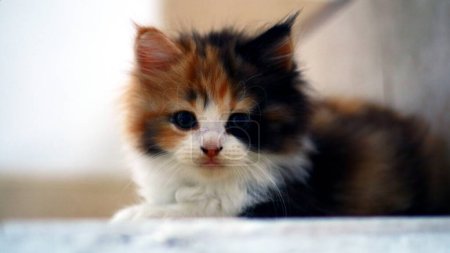 Two month old kitten. The result of crossbreeding between Persian cats and Ragdolls.