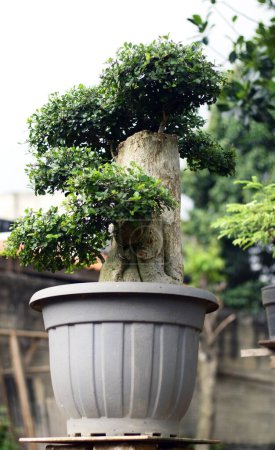Streblus asper tree bonsai en maceta.