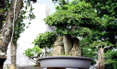 Streblus asper tree Bonsai im Topf.