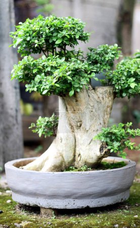 Photo for Streblus asper tree bonsai in pot. - Royalty Free Image