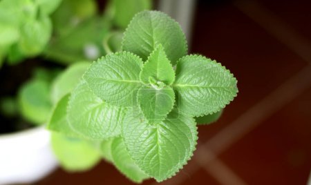 Oregano leaves growing in a pot. Oregano is a plant in the Lamiaceae family.           