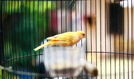 Gelber Kanarienvogel im Käfig.