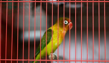 Yellow-collared lovebird or masked lovebird in a cage.  