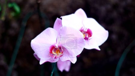 Téléchargez les photos : Phalaenopsis rose ou orchidées de papillon de nuit fleurissant sur l'arbre. - en image libre de droit