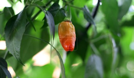 Chili aus der Vogelperspektive wächst auf Bäumen. Chili aus der Vogelperspektive wird auch Thai-Chili genannt.