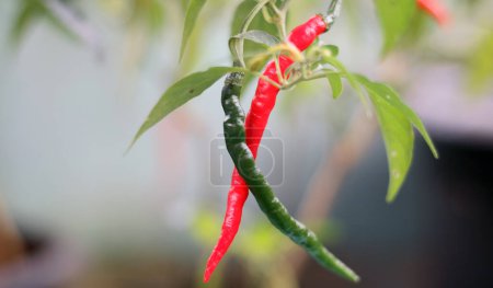 Curly chilies or Capsicum annuum grow on trees.