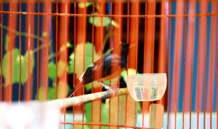 The magpie-robins or shamas bird in a cage.