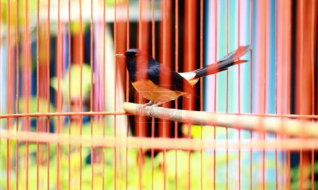 The magpie-robins or shamas bird in a cage.