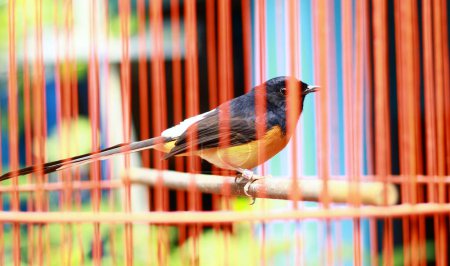 Les magpie-robins ou shamas oiseau dans une cage.