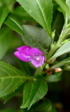 Purple Balsam Flowers growing on the plant.