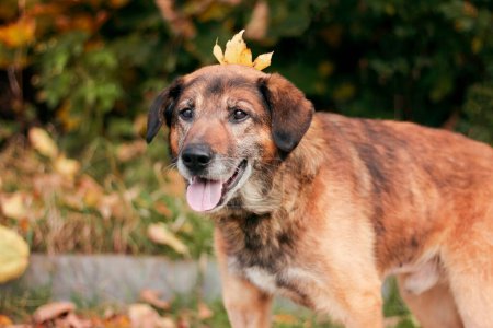 Téléchargez les photos : Portrait d'automne de chien avec une feuille sur la tête. Carte postale - en image libre de droit