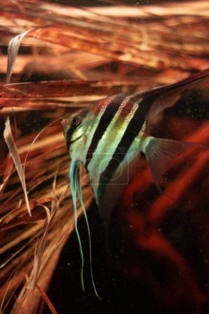 Foto de Peces de acuario de agua dulce, Pez ángel del río Amazonas, pterophyllum scallare (altum
) - Imagen libre de derechos