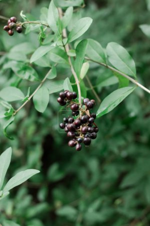 Bunch of black berries among the foliage