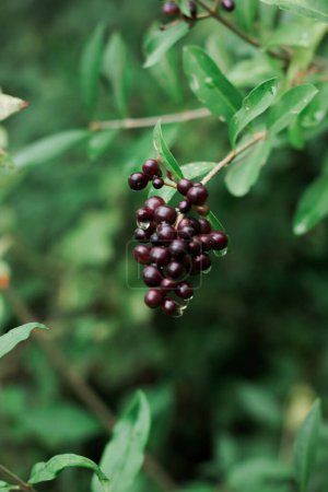 Bunch of black berries among the foliage