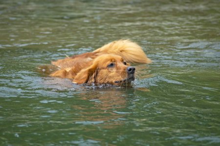 A golden retriever dog swimming in a river looking for its wooden stick