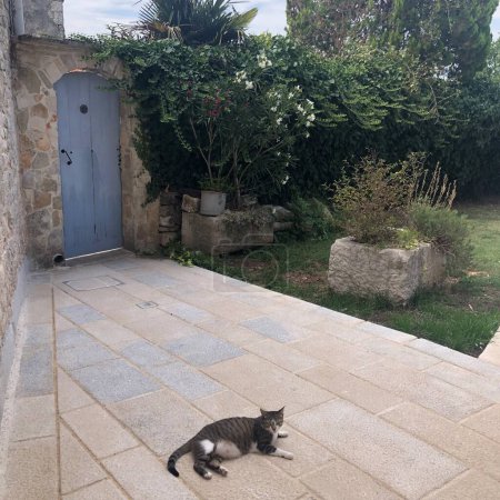 A cat lies on a terrace in the Italian courtyard