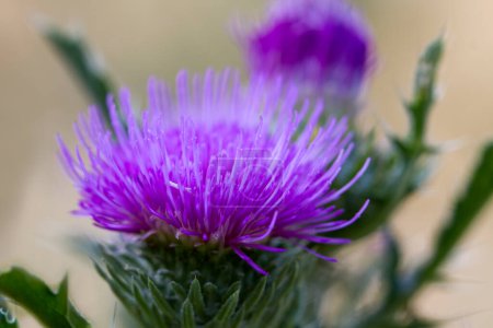 Thistle is spotted. Medical plant. Milk thistle fruit is used as a medicinal product.Milk thistle has a huge number of different macro- and microelements, vitamins. Milk thistle is native to the Mediterranean region.