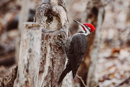 Pileated Male Woodpecker perched on tree trunk pecking for food in Quebec, Canada. North America bird.