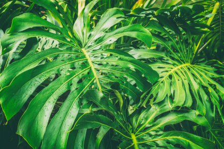 Tropischer Regenwald Nahaufnahme von Monstera Deliciosa Blättern auf Hawaii. Freilandpflanzen in freier Wildbahn.