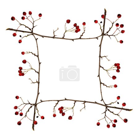 Frame made from dry twigs with red berries isolated on white