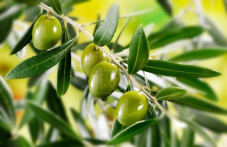 Photo for Branch of olive tree with olives - Royalty Free Image