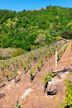 Téléchargez les photos : Vignoble de Ribeira Sacra, Galice, Espagne - en image libre de droit